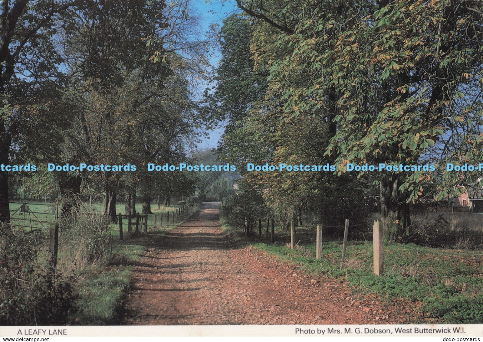D274521 A Leafy Lane Lincolnshire North Lincolnshire South and Humberside Federa