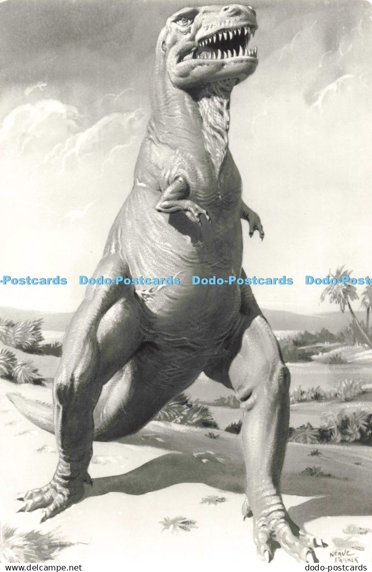 D276326 Tyrannosaurus Found in North America and Mongolia British Museum