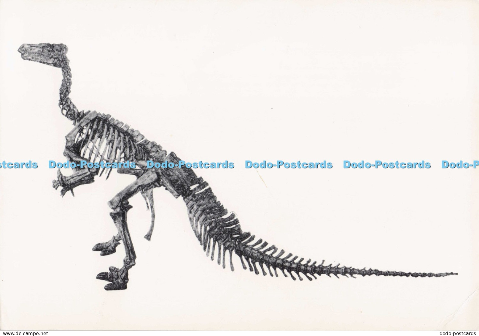 D279280 Vertebres Fossiles No 3 Iguanodon de Bernissart Institut Royal des Scien