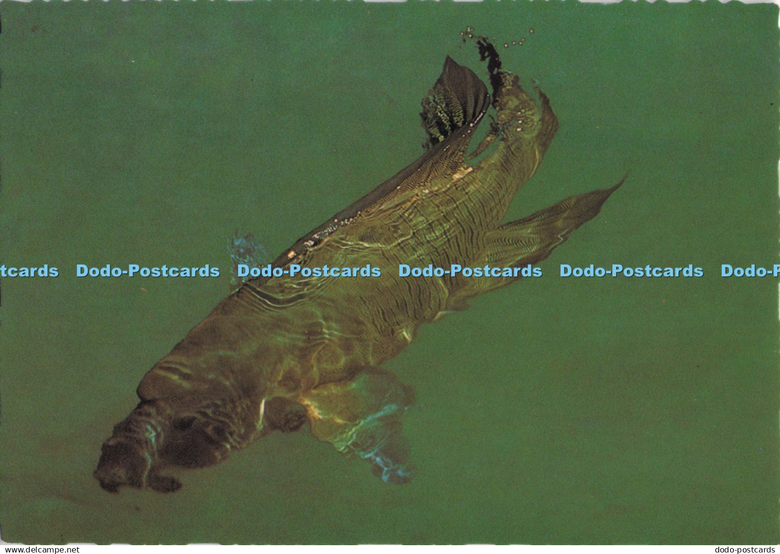 D280185 Hook Island Great Barrier Reef Murray Views Ektachrome