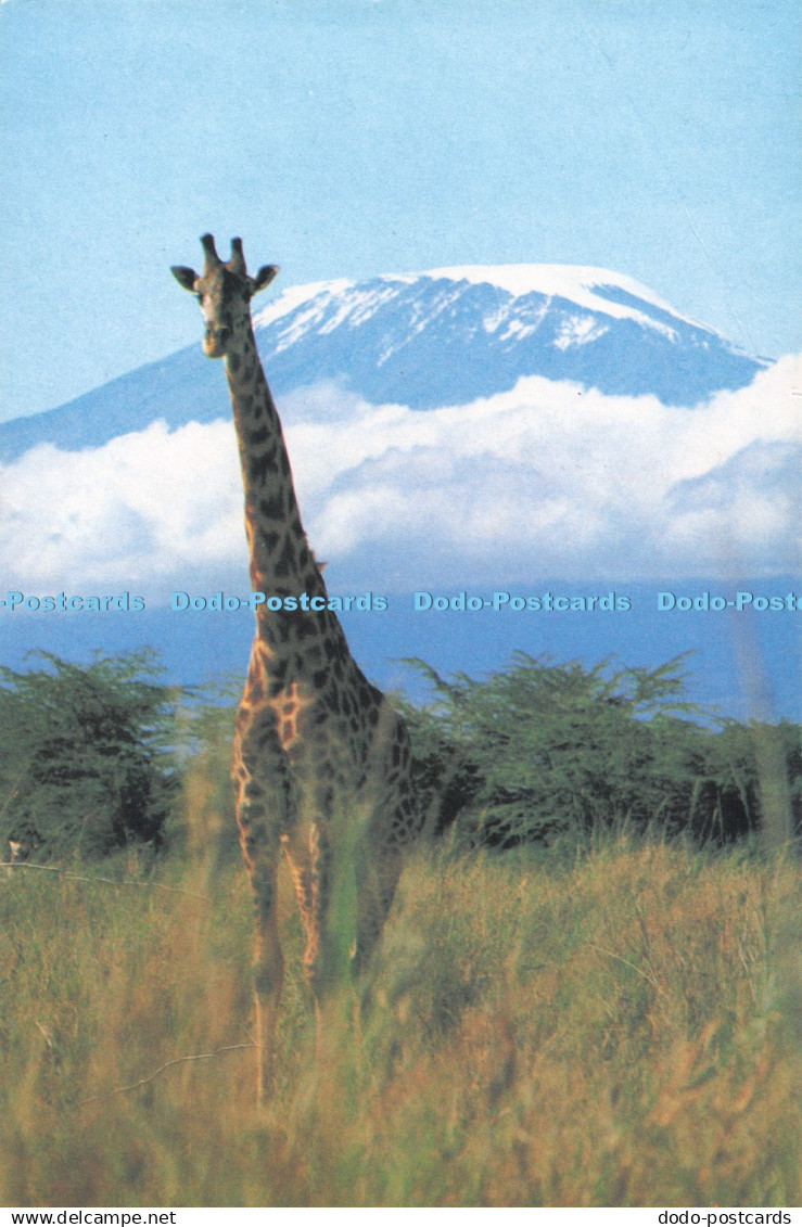 D280618 Giraffe Tanzania 1994