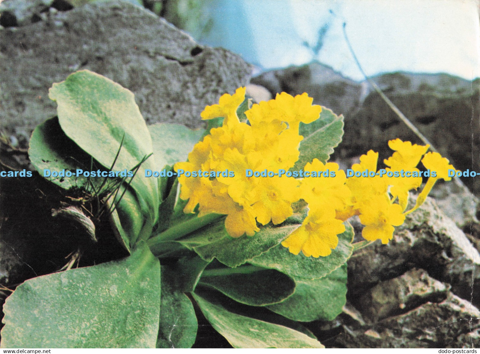 D282417 Auricula Madersbacher Mauritius Pinguin 1976