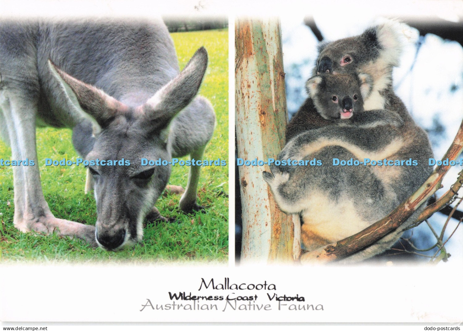 D286429 Mallacoota Wilderness Coast Victoria Australian Native Fauna Koala Murra