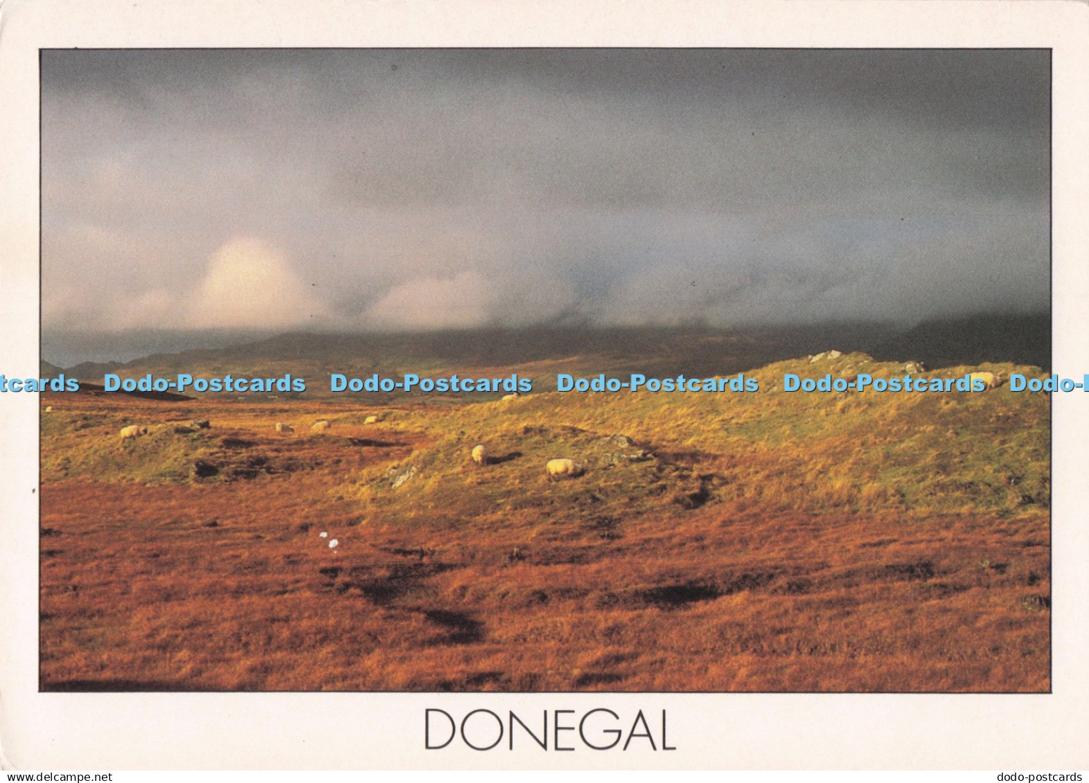 D290955 Donegal. Insight Cards. Peter Zoller
