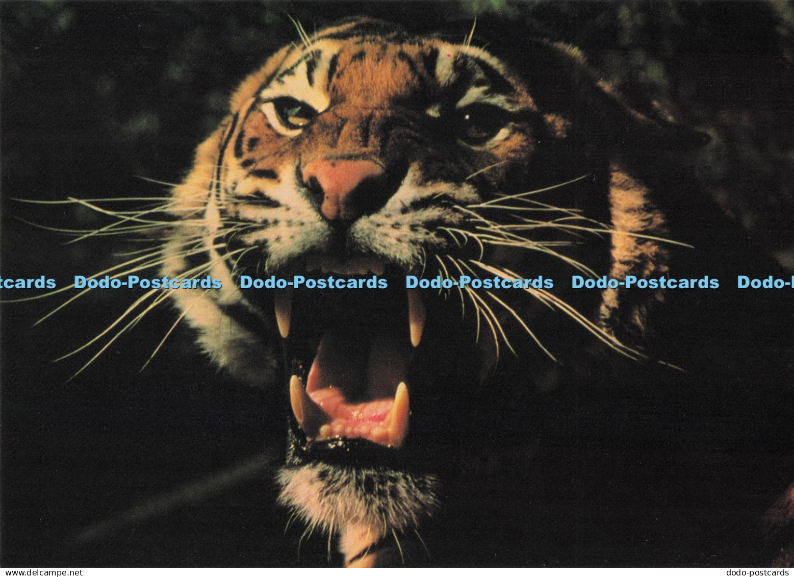 D292478 Tiger. Gordon Langsbury. Bruce Colman. Camden Graphics