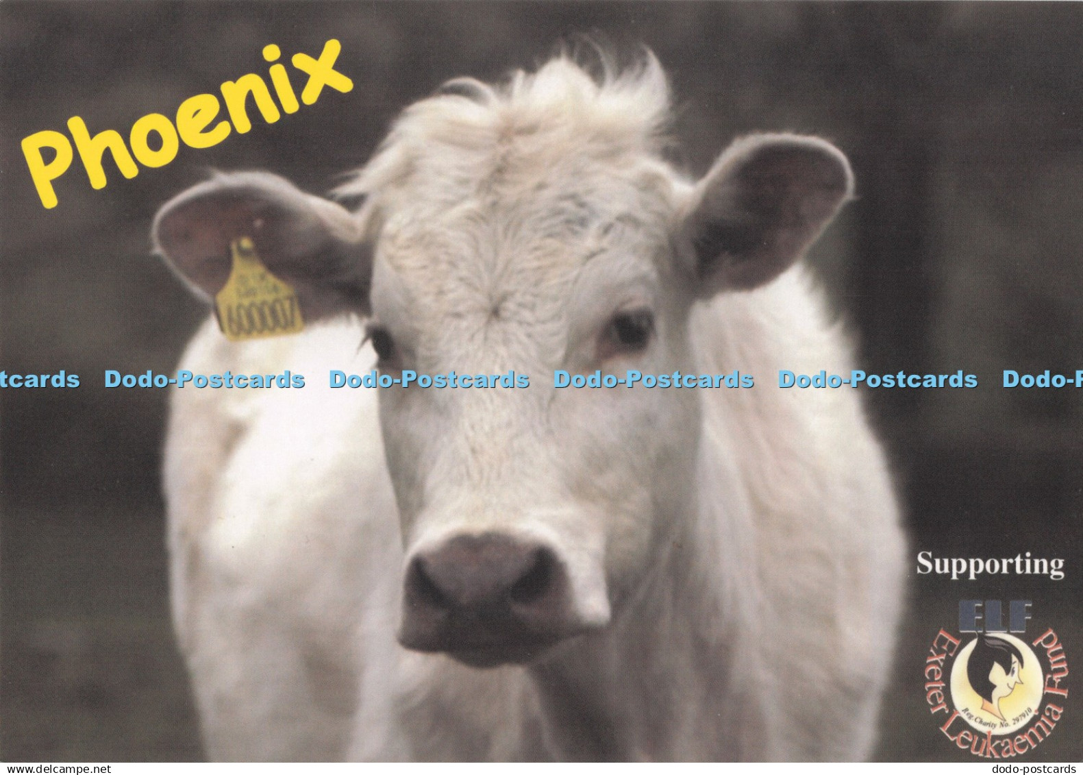 D294499 Phoenix. Cow. Postcard
