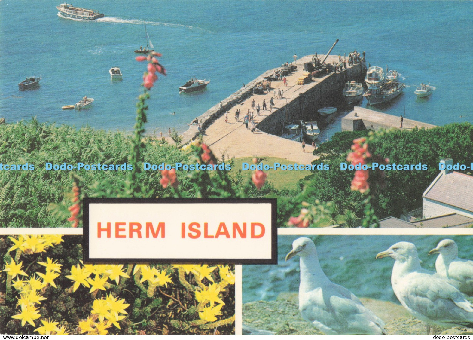 D295051 Herm Island. C. I. The Harbour. The Tenant Of Herm. Jarrold. Multi View