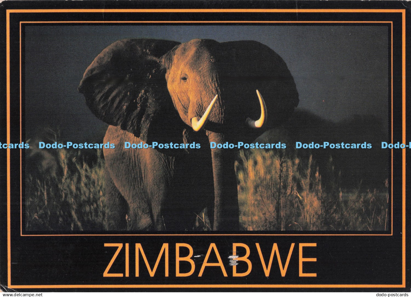 D295313 Zimbabwe. Elephant. Safari. D. Allen