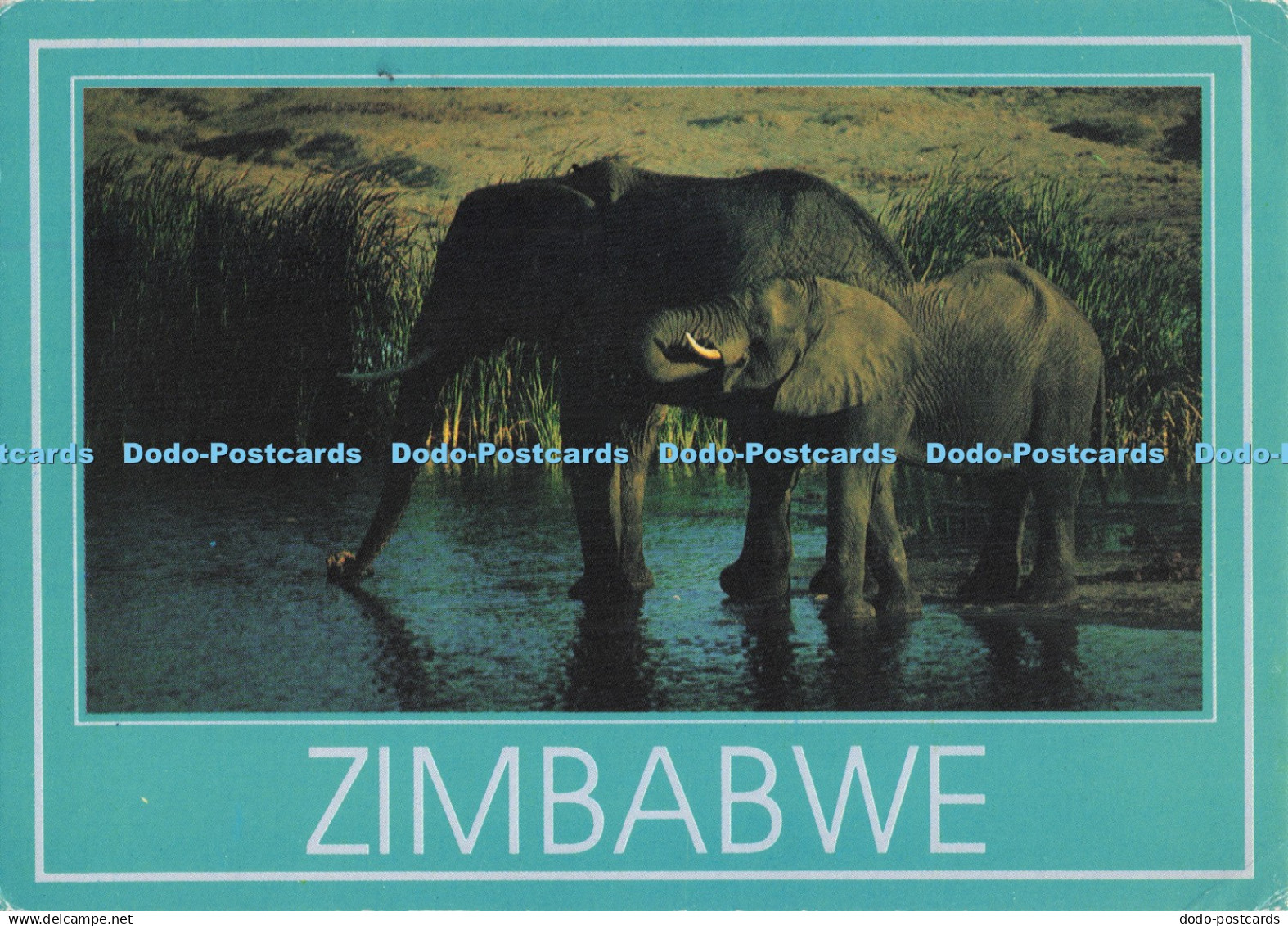 D295464 Zimbabwe. Elephants Drinking. Safari. D. Allen