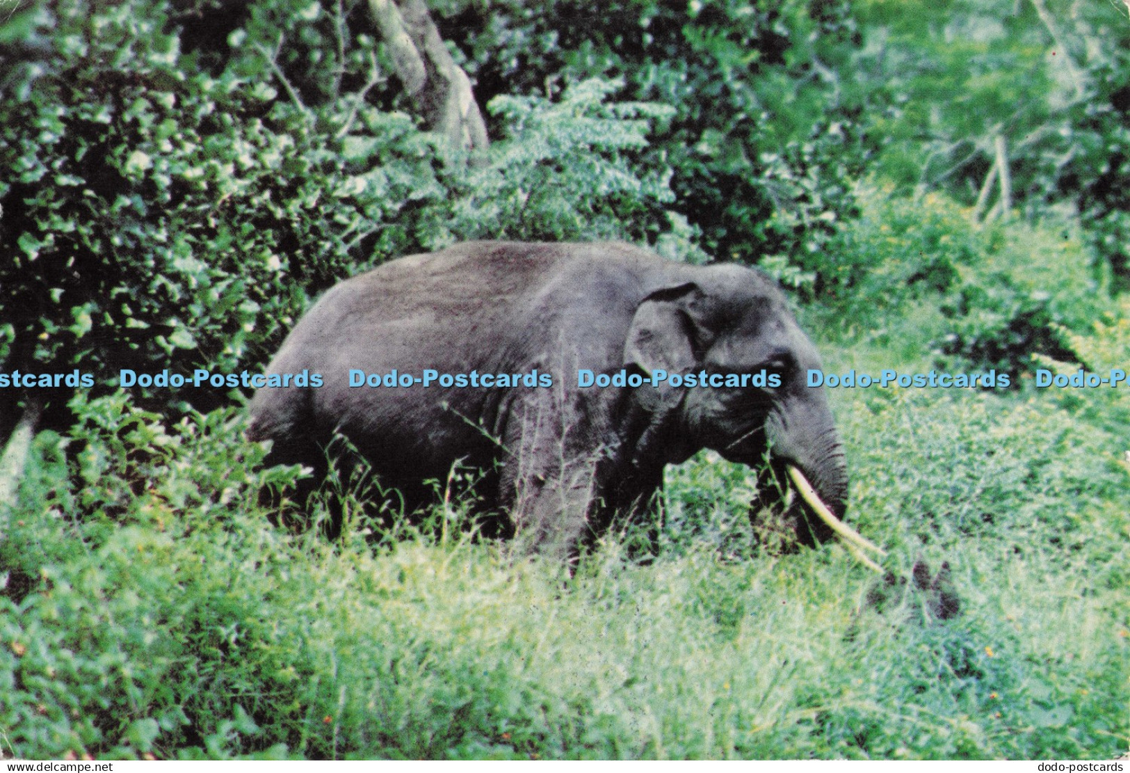 D296055 India. Elephant Periyar. Kerala. India Tourism Development Corporation
