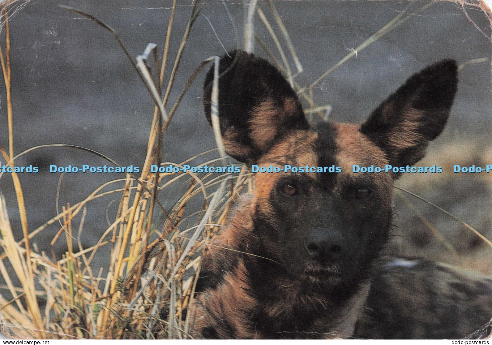 D296196 Zambia. Wild Dog. Chris Miller