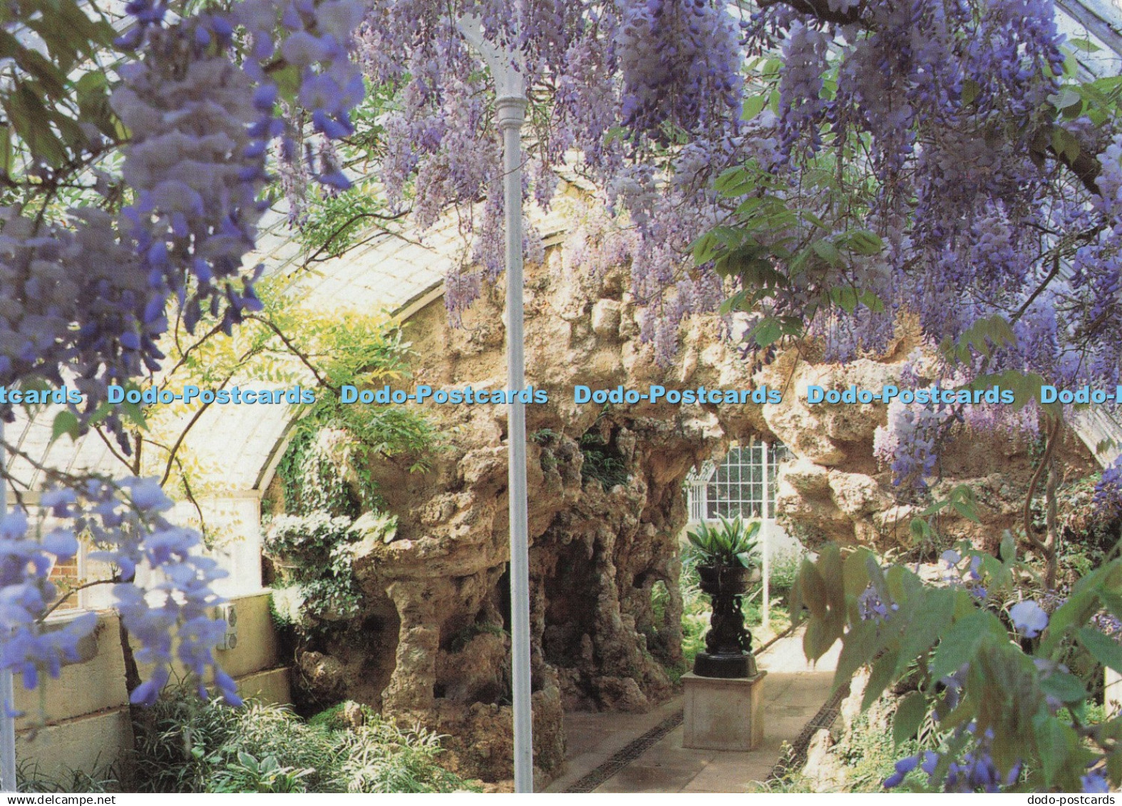 D296207 Bedfordshire. Wistaria in the Grotto at Swiss Garden. Bedfordshire Count