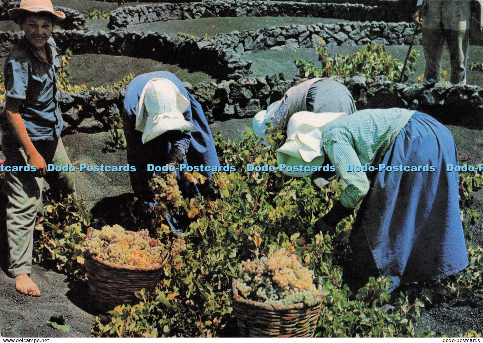 D299784 Lanzarote. Vendimia. Gabriel