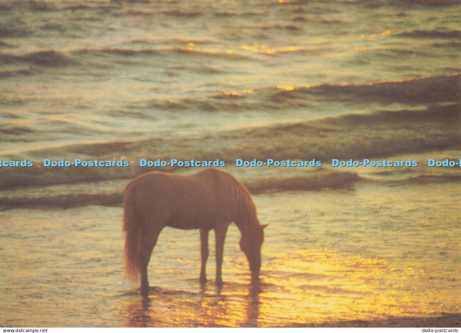 D299818 Horse Drinking. Camden Graphics. Neufeld. Robert Vavra