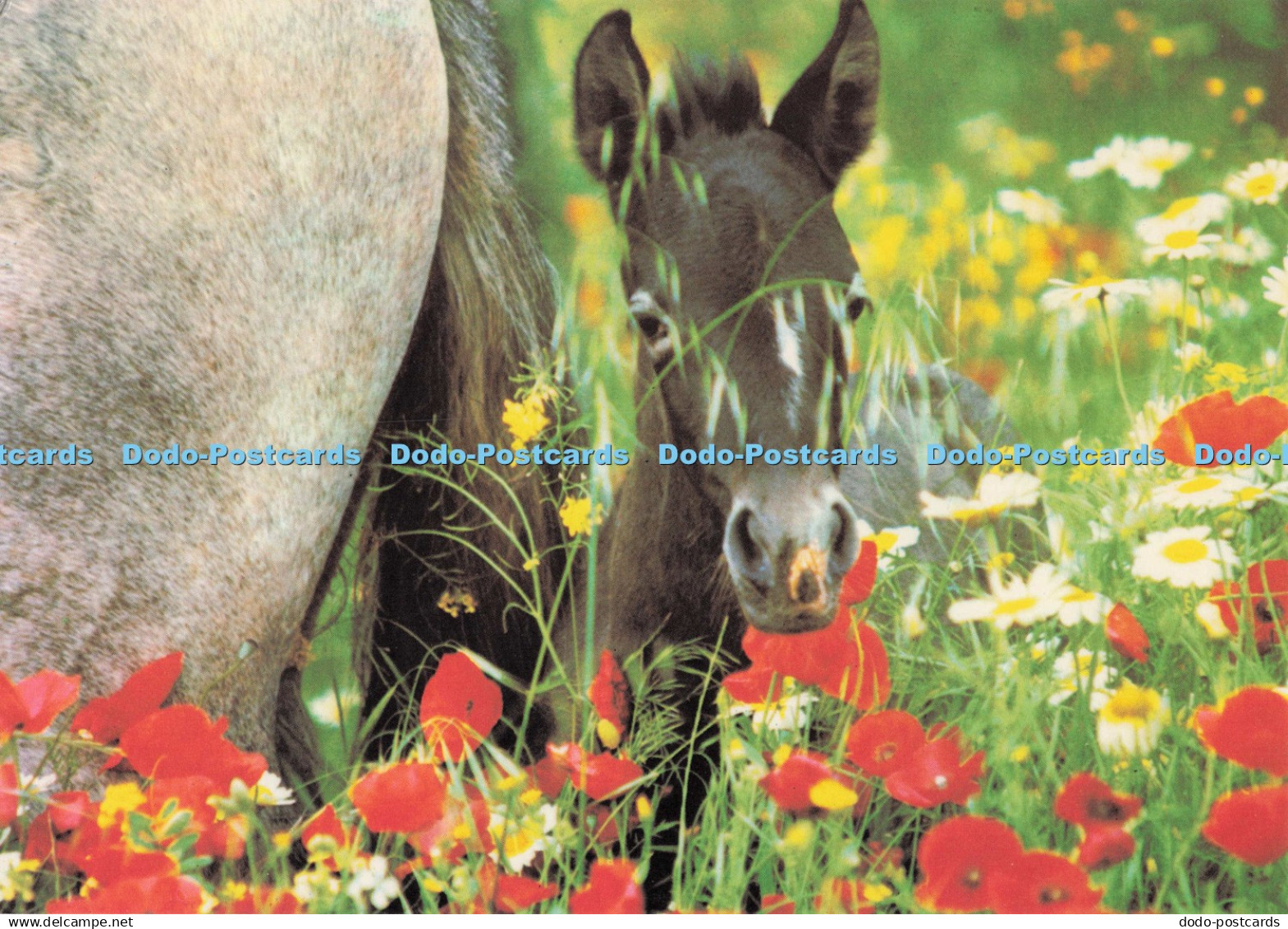 D299827 Foal With Poppies. Camden Graphics. Neufeld. Robert Vavra