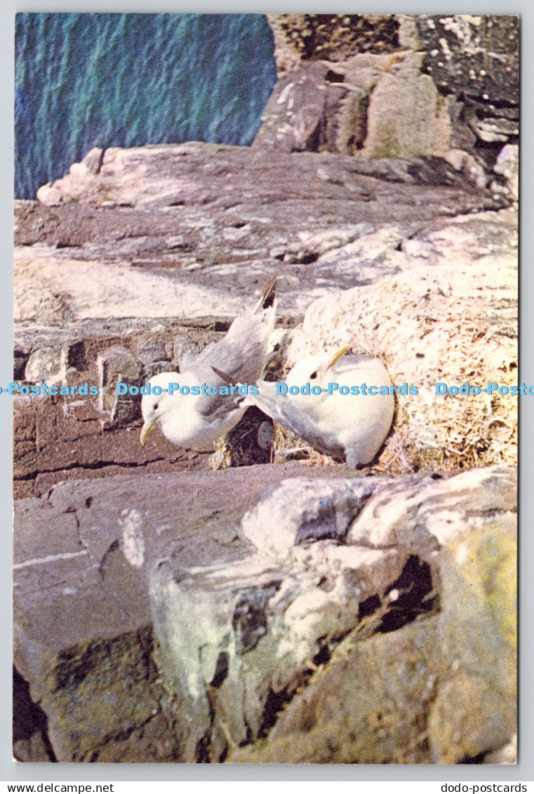 D307911 Kittiwake W C Wright DRG J Arthur Dixon A Dickinson Robinson Group