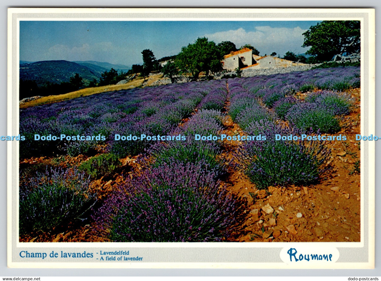 D308350 A field of Lavender Images de Provence Boumian St Remy de Provence Rouma