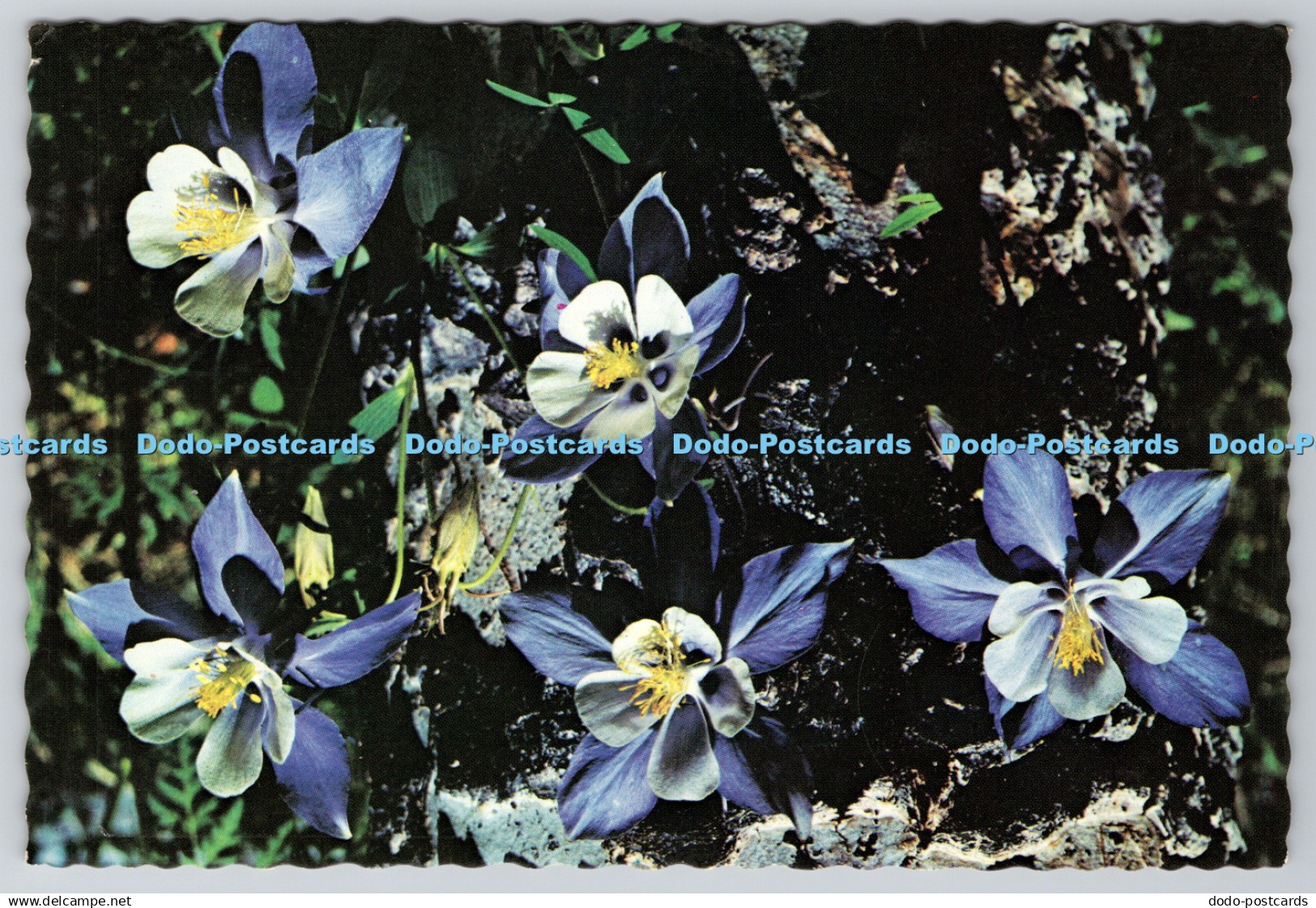 D309947 Colorado Columbine Columbine Dist Co Mike Roberts Ted and Lois Matthews
