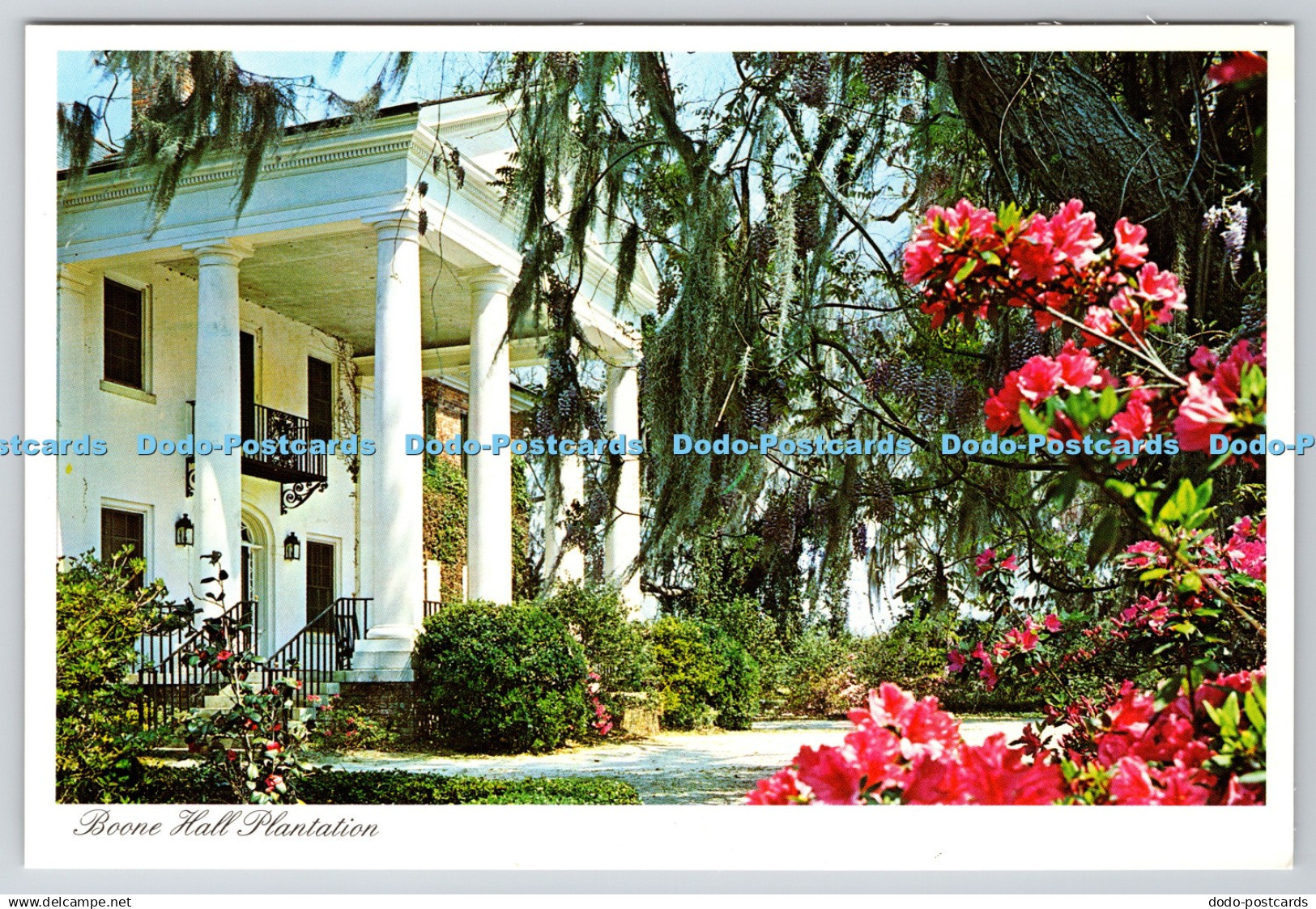 D311370 S C Near Charleston Boone Hall Plantation Charleston Post Card Crocker E