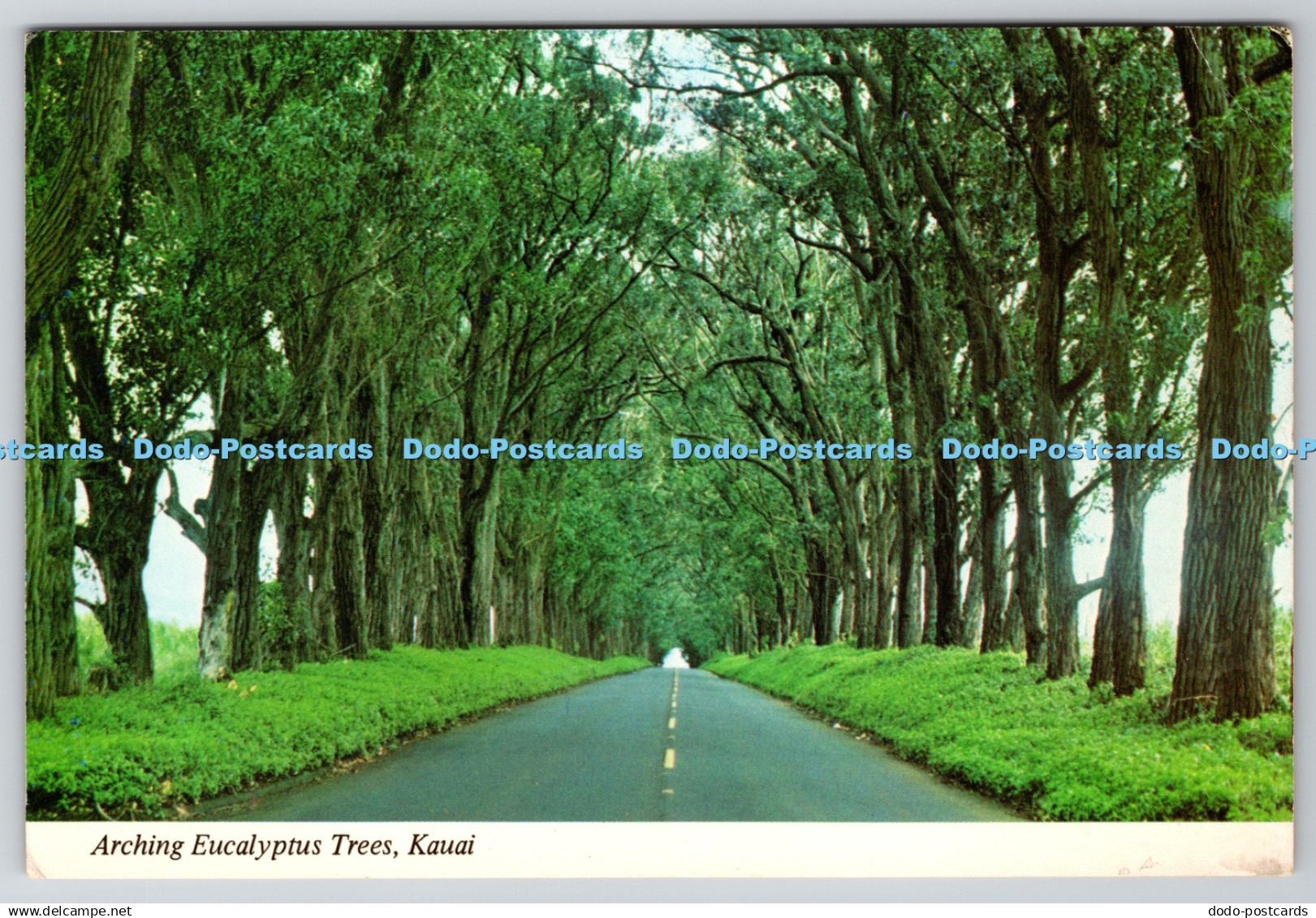 D315412 Hawaii. Kauai. Arching Eucalyptus Trees. Continental Card. Mike Roberts.