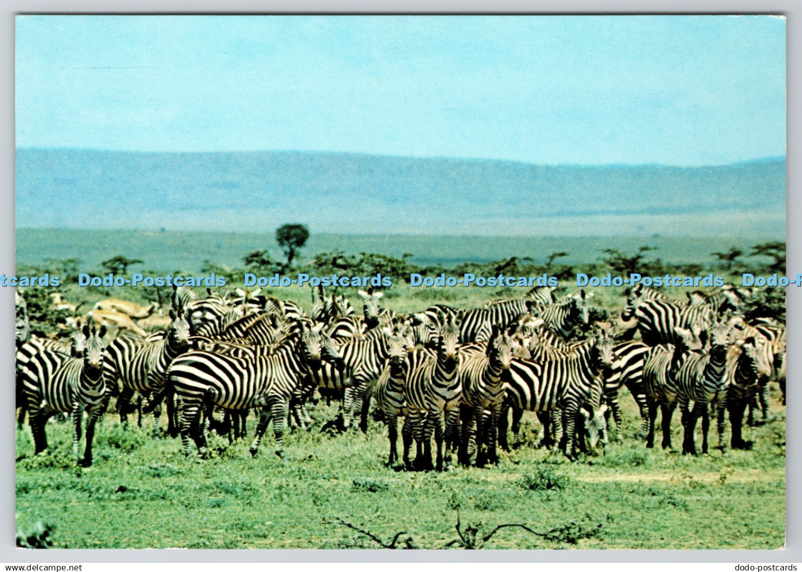 D315517 Wildlife of Kenya. Burchells Zembras. Dino Sassi. Kensta. Kenya Statione