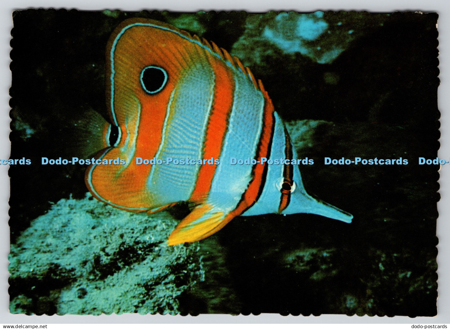 D315892 North Queensland. Great Barrier Reef. Beaked Coral Fish. Chelmon rostrat