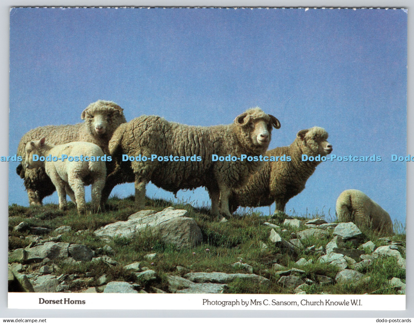 D316074 Dorset Horns. C. Cansom. Church Knowle W. I. Dorset Federation of Womens