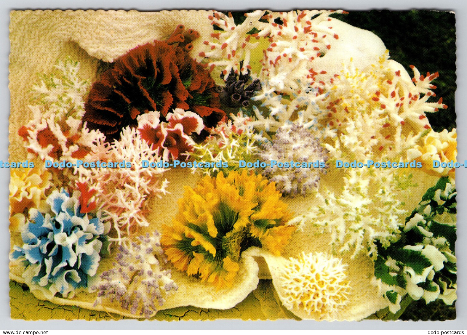 D317615 Australia. North Queensland. Selected coral of the Great Barrier Reef. M