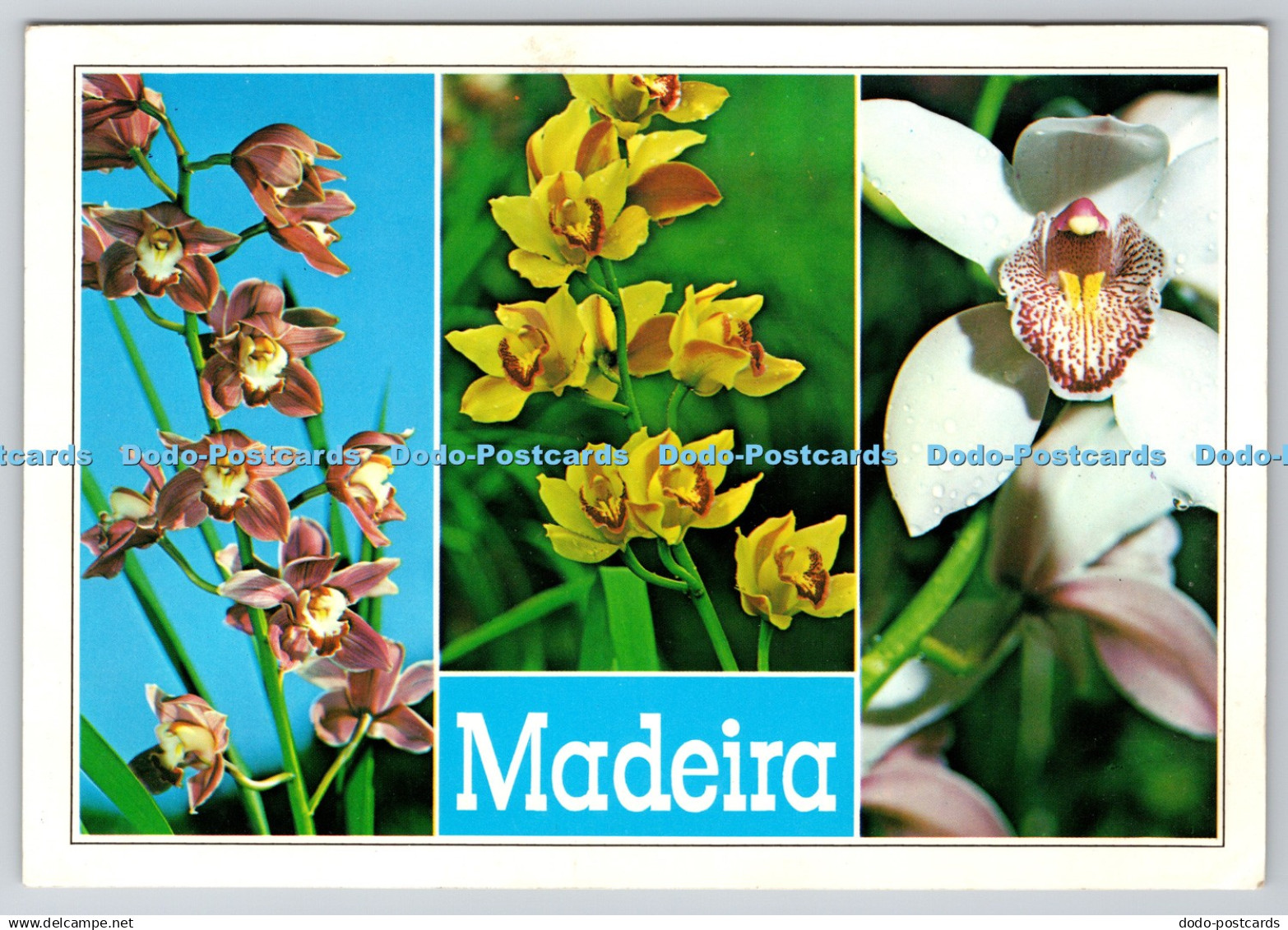 D317999 Madeira. Funchal. Orchids in Quinta da Boa Vista. Hans Huber KG. Garmisc