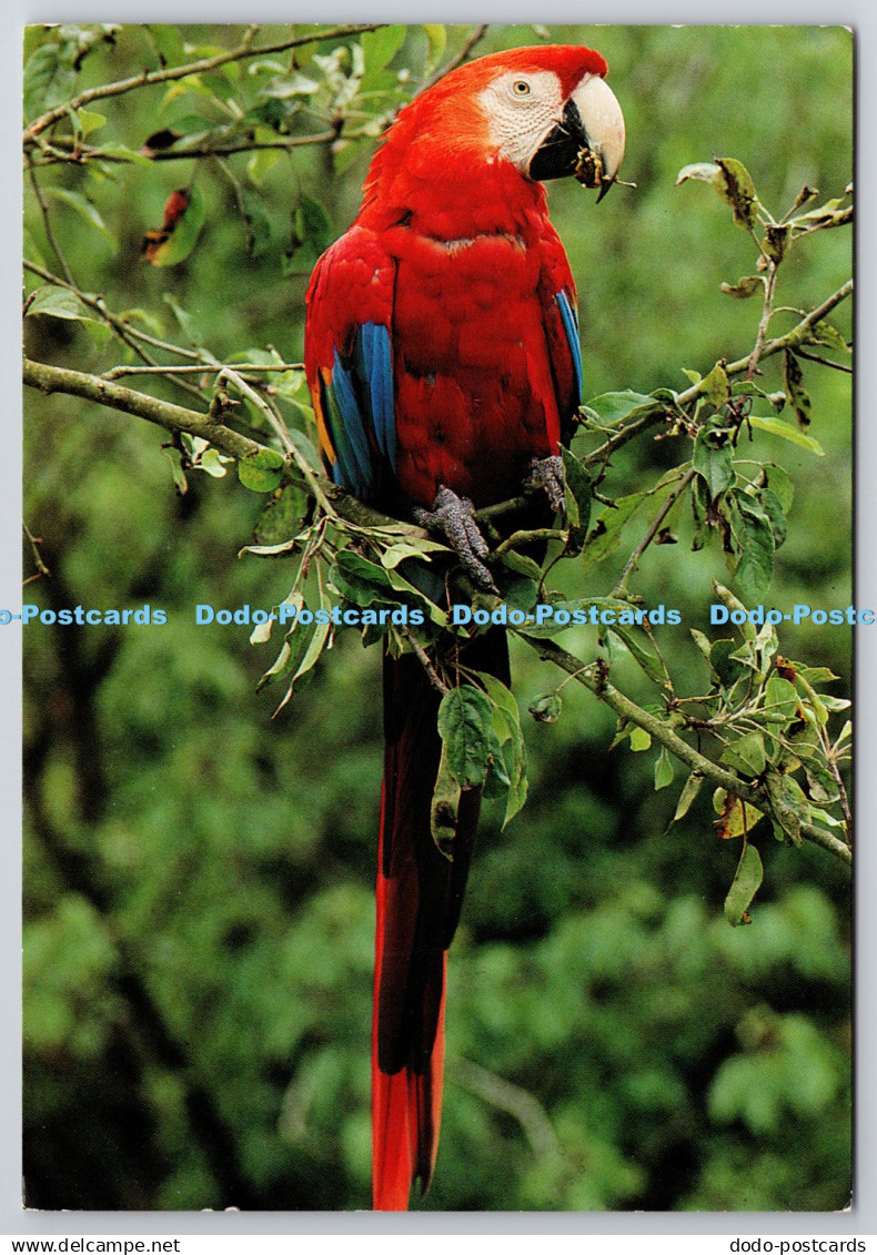 D321074 England. Cheshire. Chester Zoo. Scarlet macaw. Ara macao. J. Arthur Dixo