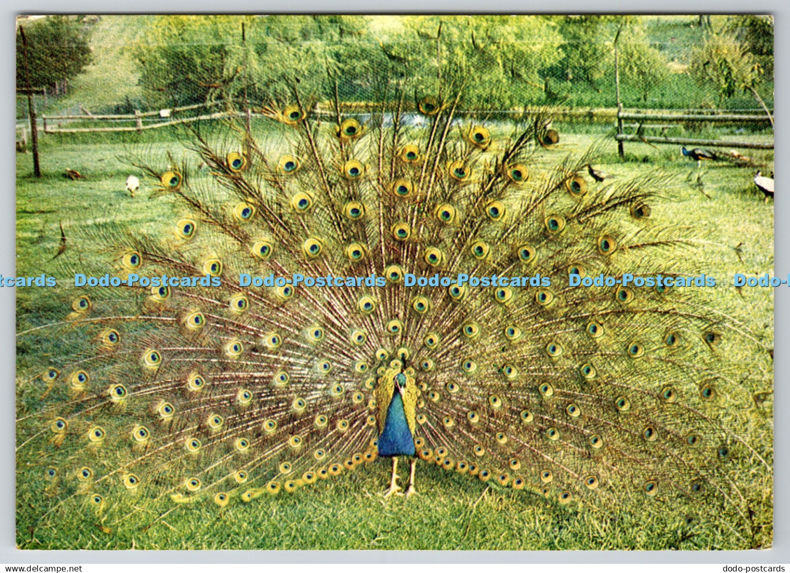 D323571 Peacock. Norfolk Wildlife Park. DRG. J. Arthur Dixon. Dickinson Robinson