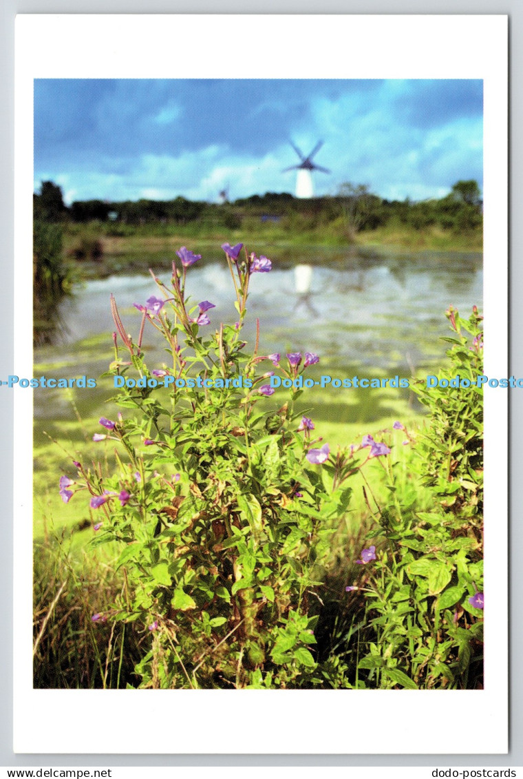 D327397 The Great Windmill of Skerries. North Dublin City. Michael Johnson F. C.