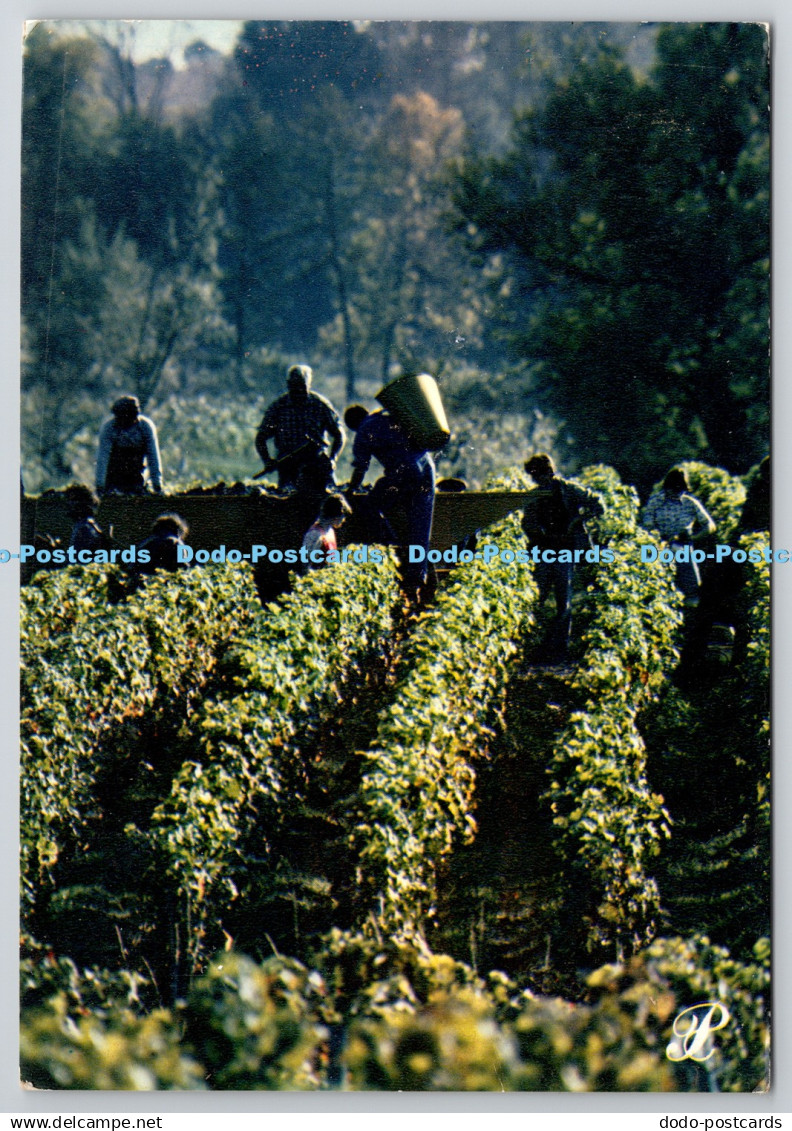 D329436 Grape pickers. PB. Prestige Bordelais. Cap Theojac. Panazol. Leicagraphi