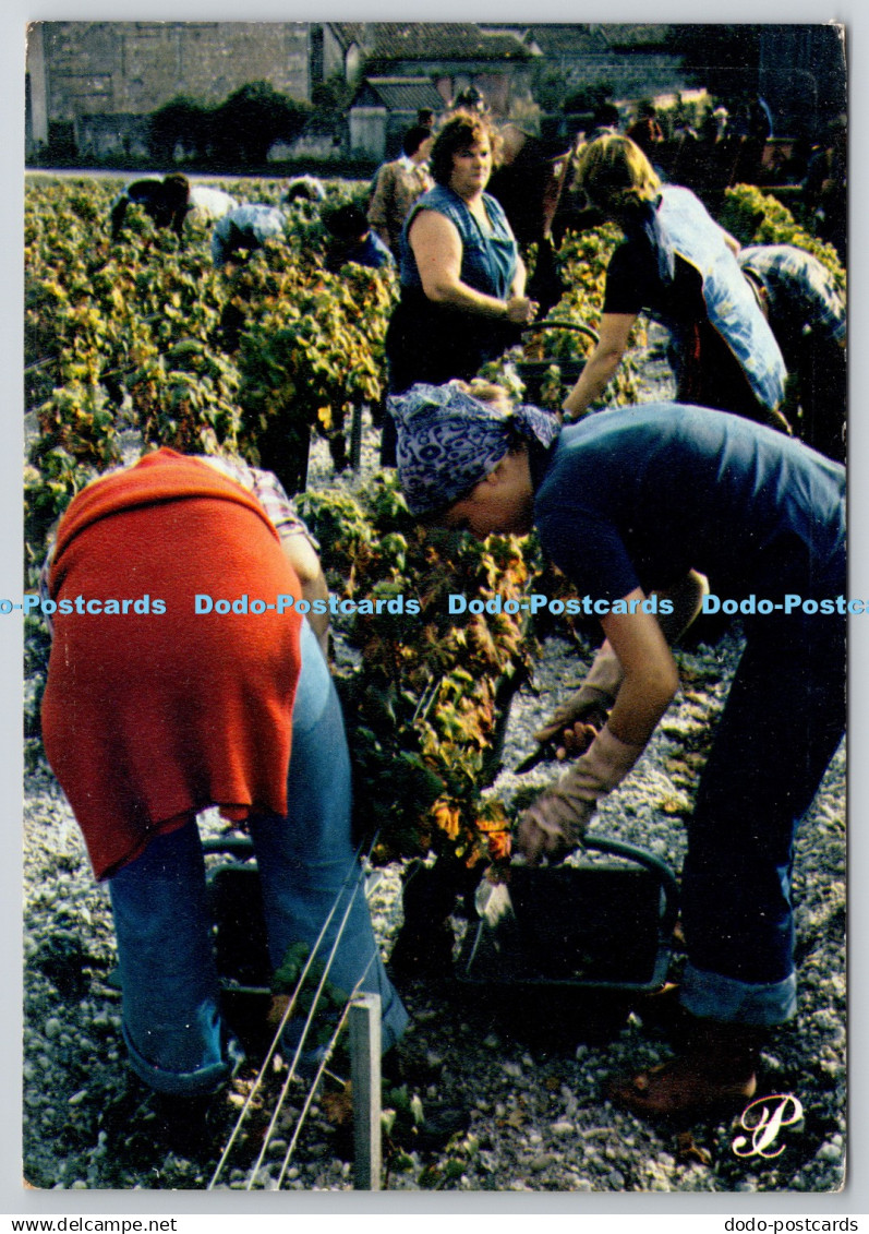 D329437 Grape pickers. PB. Prestige Bordelais. Cap Theojac. Panazol. Leicagraphi
