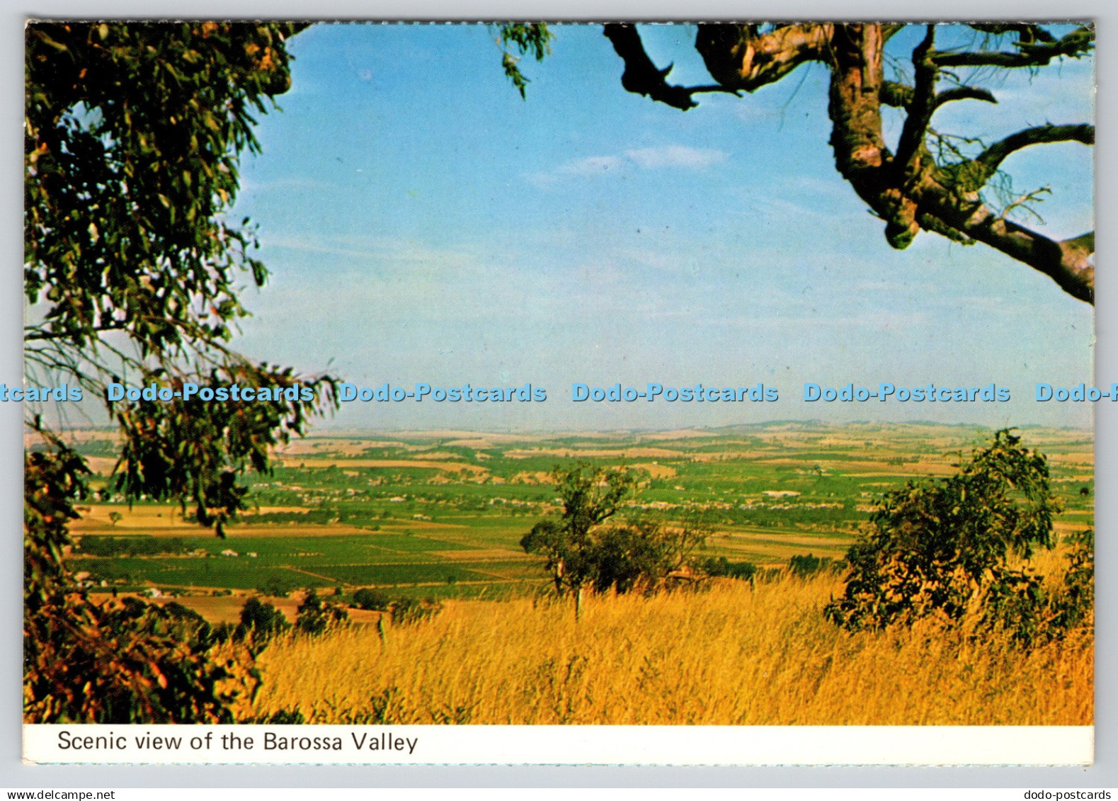 D333668 Scenic View of The Barossa Valley. National View. Murfett