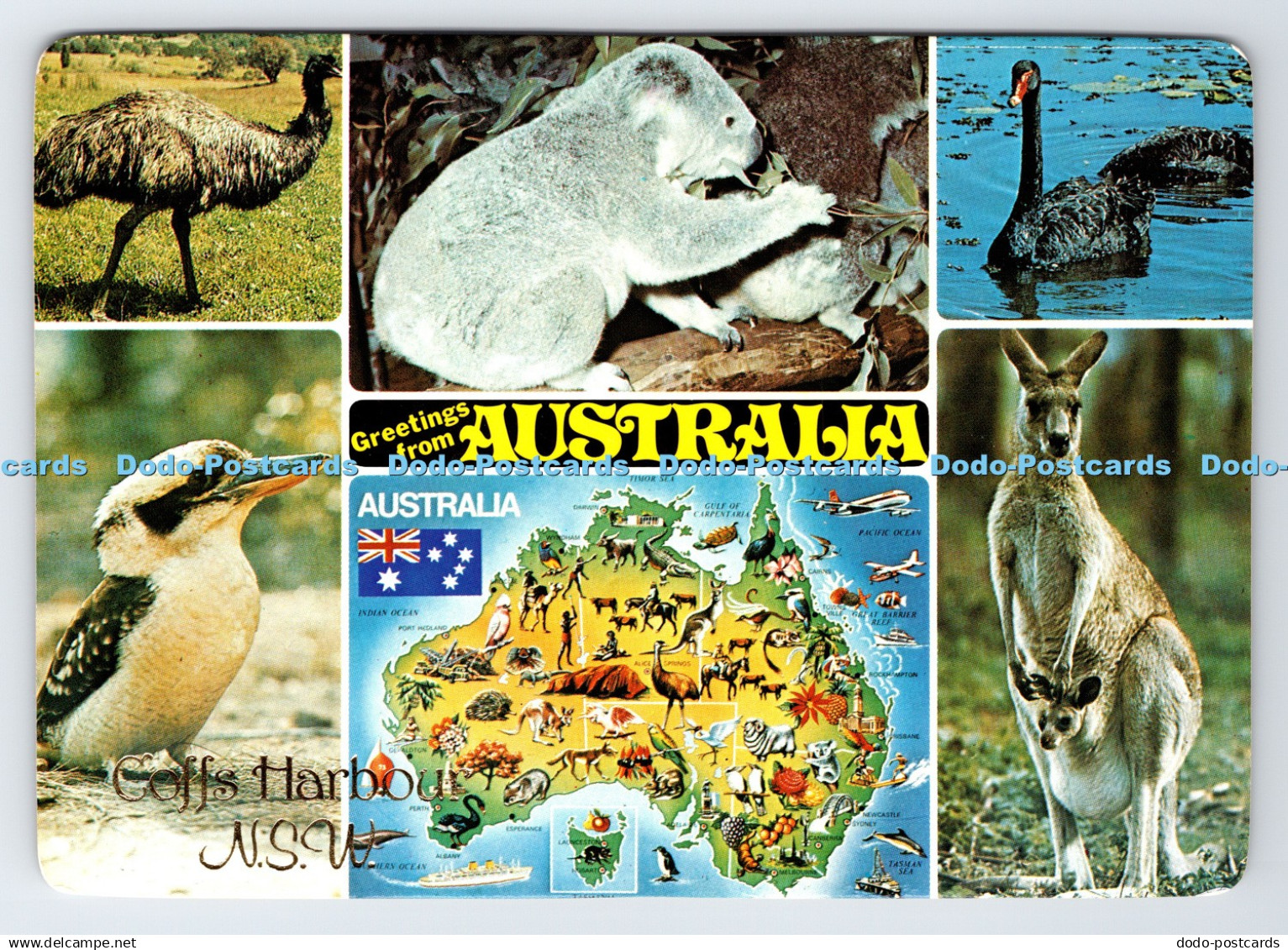 D335613 Greetings From Australia. Coffs Harbour N. S. W. Koala. Murray Views. Mu