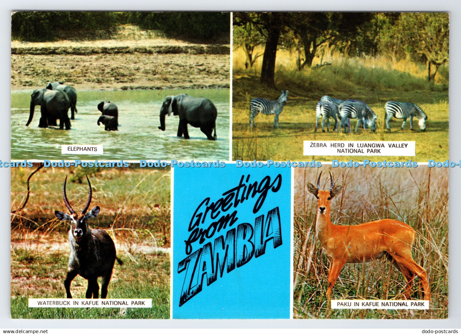 D336243 Greetings From Zambia. Elephants. Sapra Studio. Nairobi. Zambia in the S