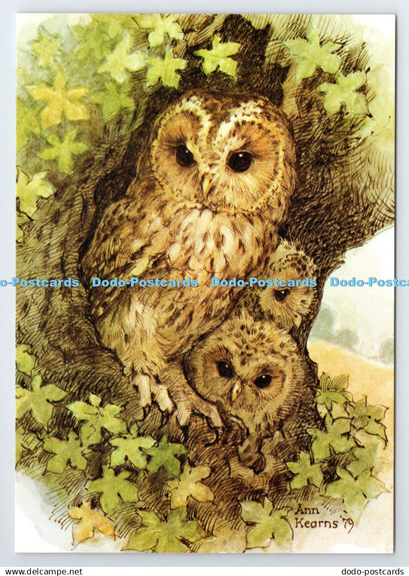 D337593 Tawny Owl and Young. The Medici Society. London. Miss Katherine Gracey.