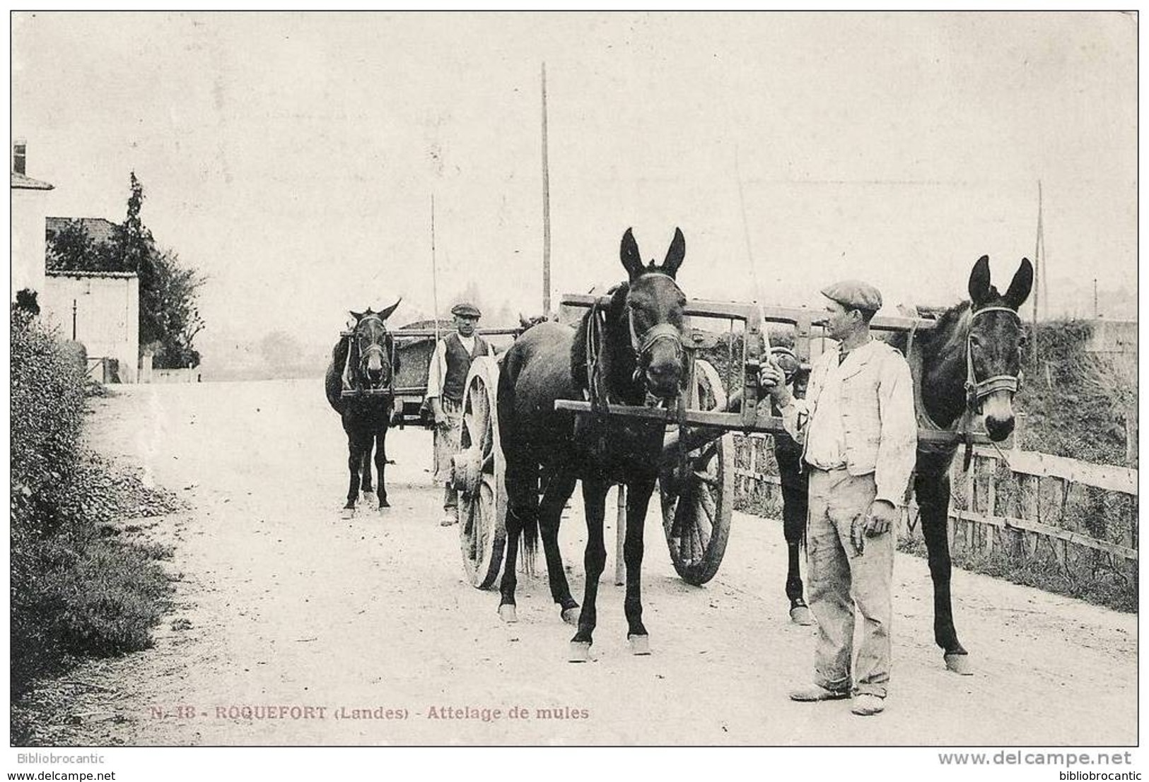 D40 - ROQUEFORT - ATTELAGE DE MULES
