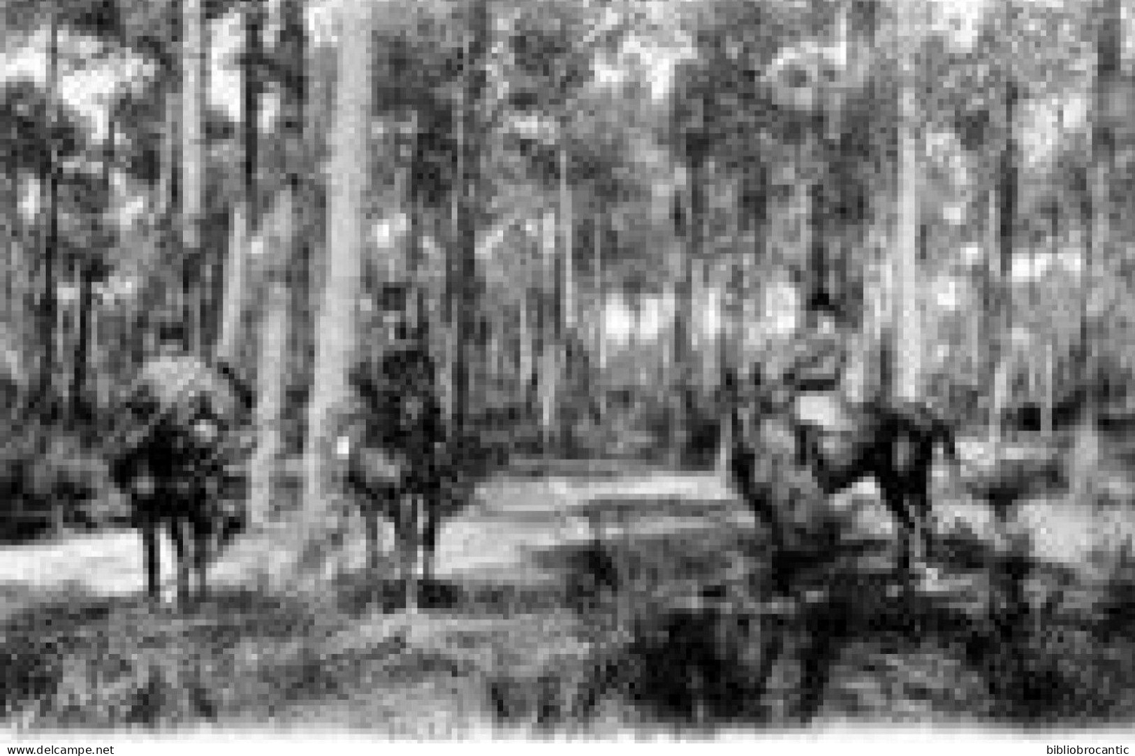 D64 - ANGLET - TROIS CHASSEURS A CHEVAL DANS LA FORET DE PINS