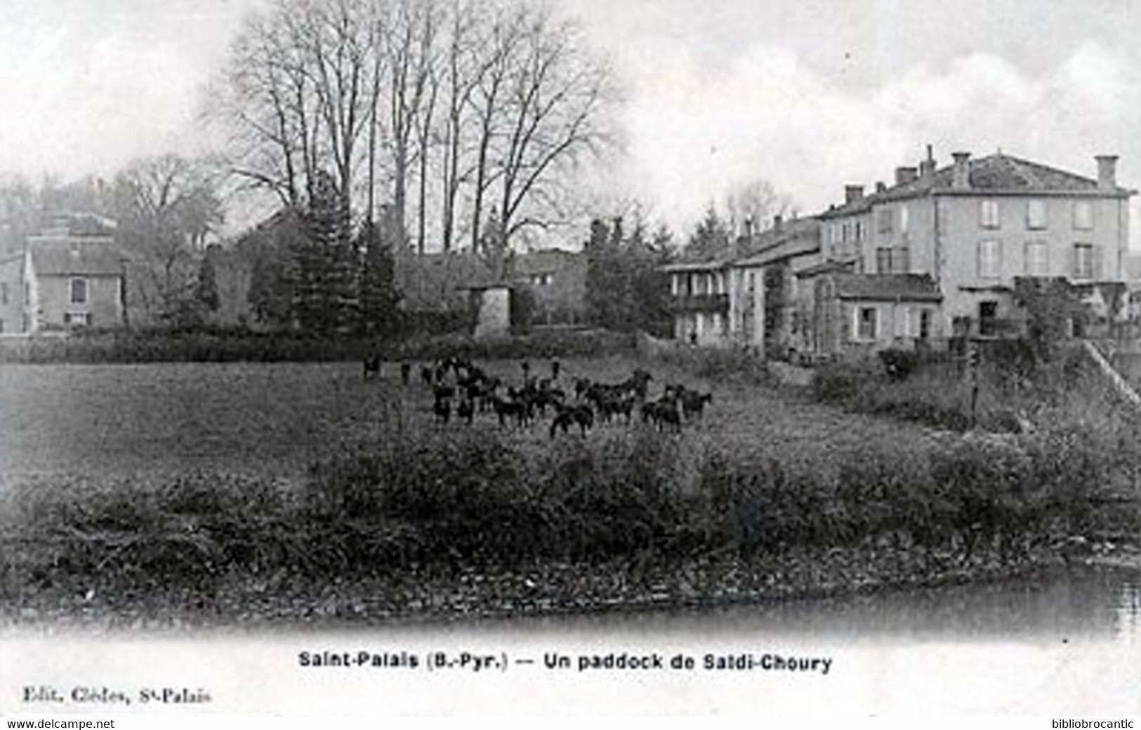 D64 -  SAINT-PALAIS < UN PADDOCK DE SAÏDI - CHOURY
