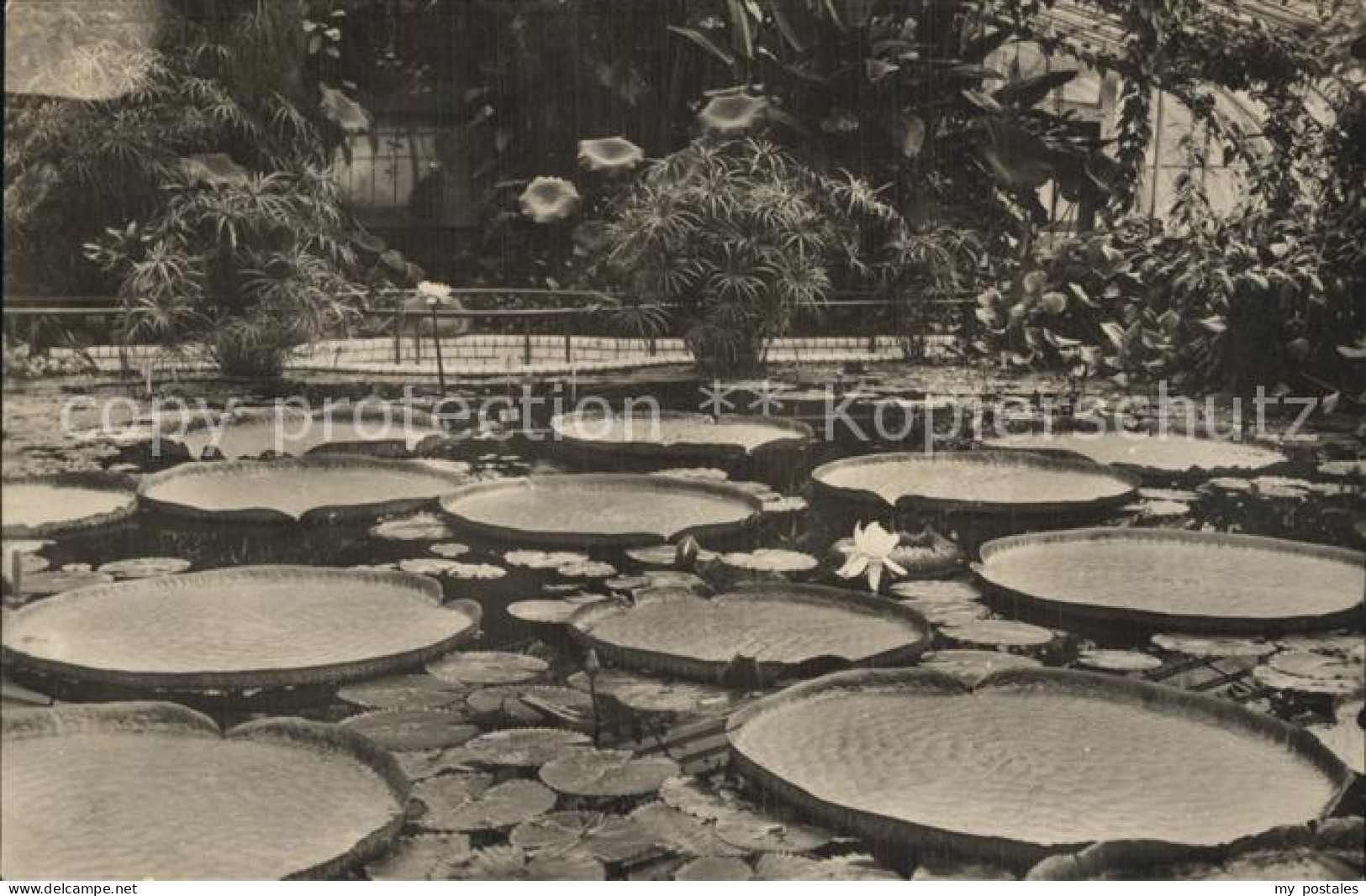 Dahlem Berlin Botanischer Garten
