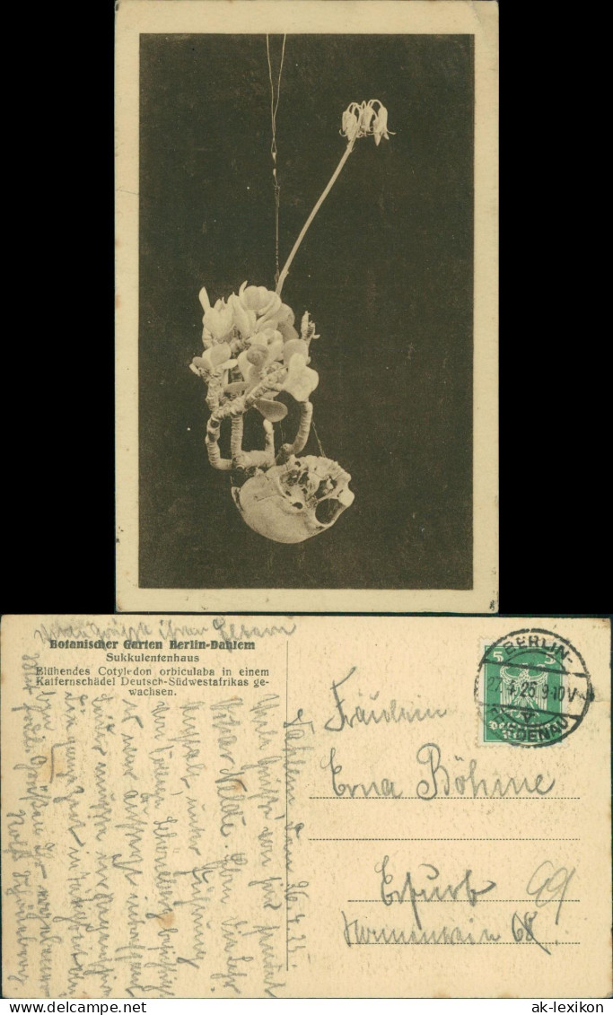 Dahlem-Berlin Botanischer Garten Blühendes Cotyledon orbiculaba 1926