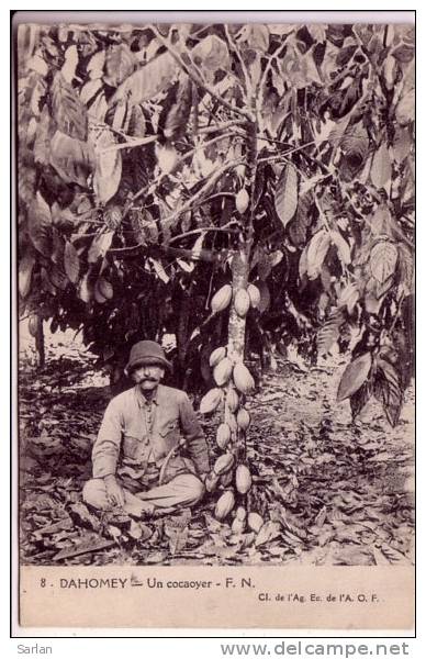 DAHOMEY , Un cacaoyer