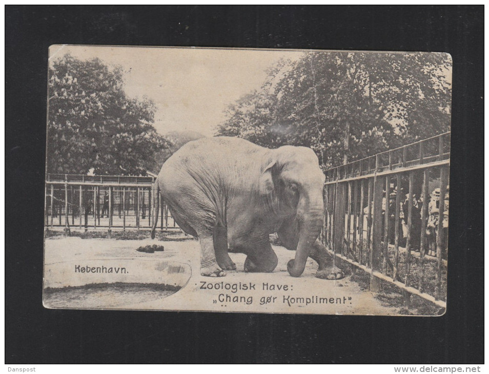 Dänemark AK Zoo Elephant 1910