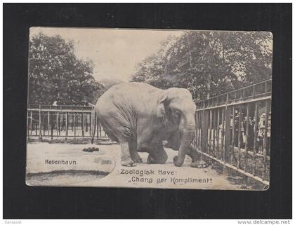 Dänemark AK Zoo Elephant 1910