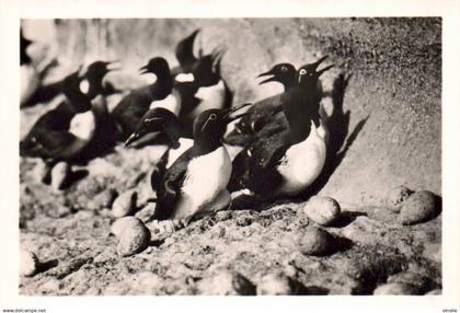 P-25-Fo-Bi- 6837 : PHOTOGRAPHIE ILES FEROË. LOMVIGAR