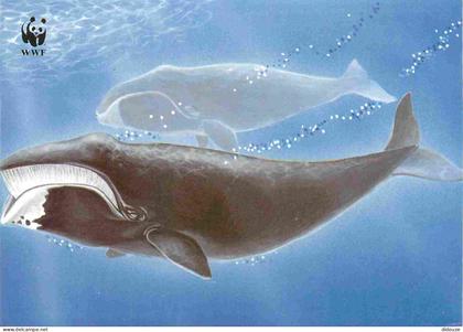 Carte Postale - Danemark - Grønlandsslættibøka - balaena mysticetus - Baleine - Carte WWF - Art illustration - Îles Féro