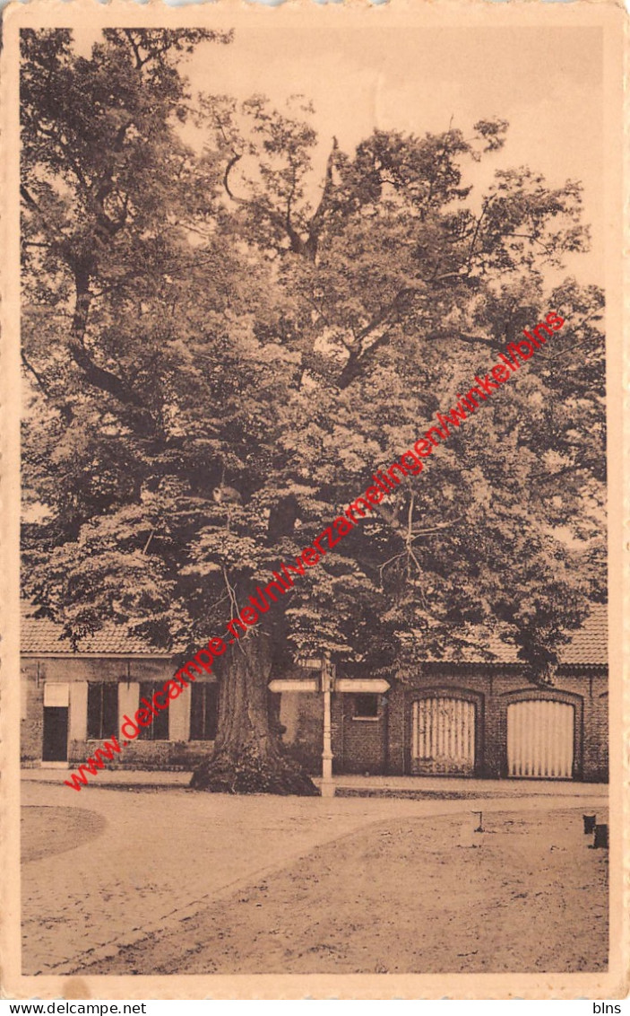 De Lindeboom - Zoersel