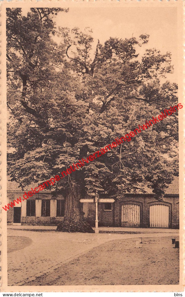 De Lindeboom - Zoersel